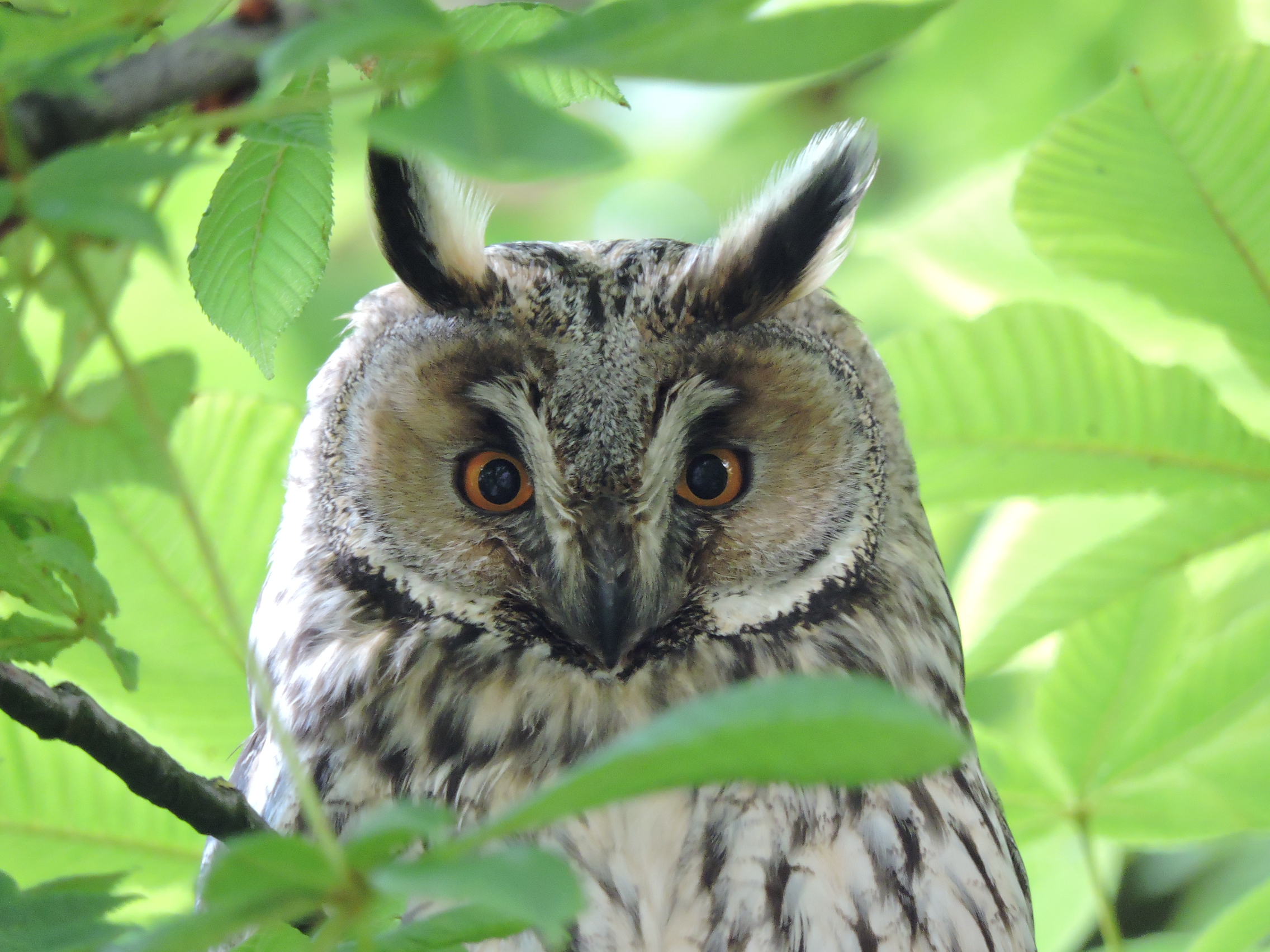 Long-Eared Owl.JPG